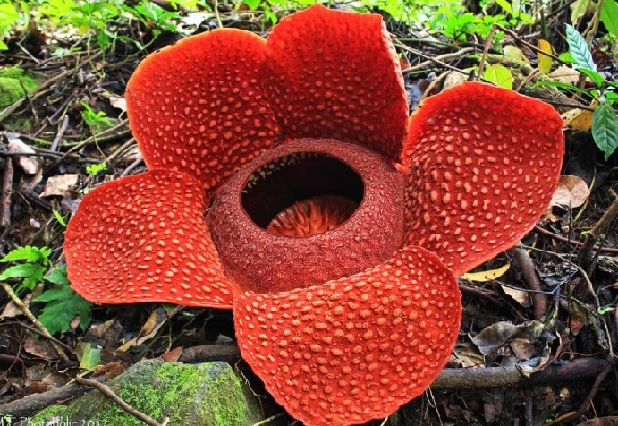 Description: Rafflesia-arnoldi