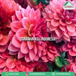 Tanaman Asli Indonesia